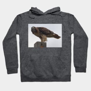 Red-Tailed Hawk Hoodie